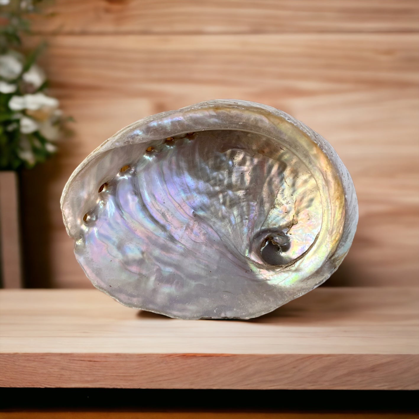 Abalone Shell Smudge Bowl