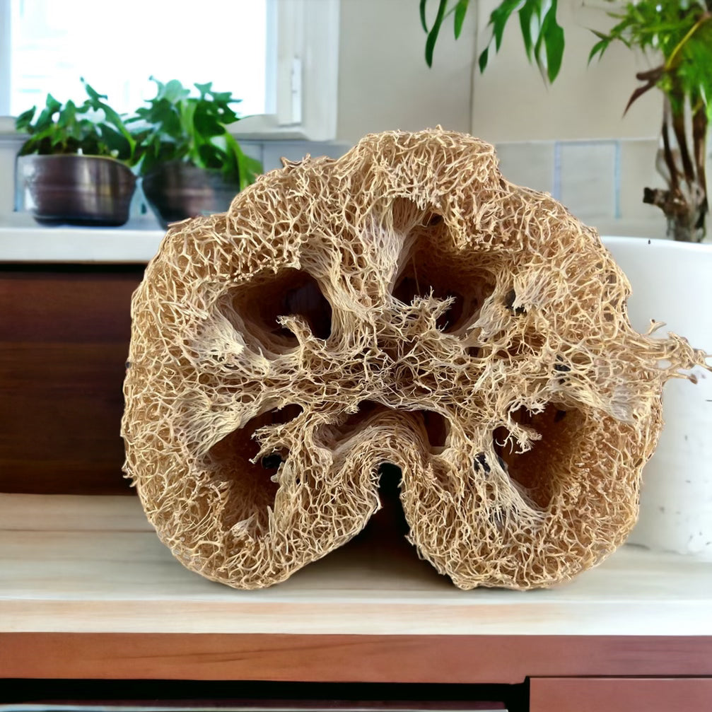 Plant Luffa